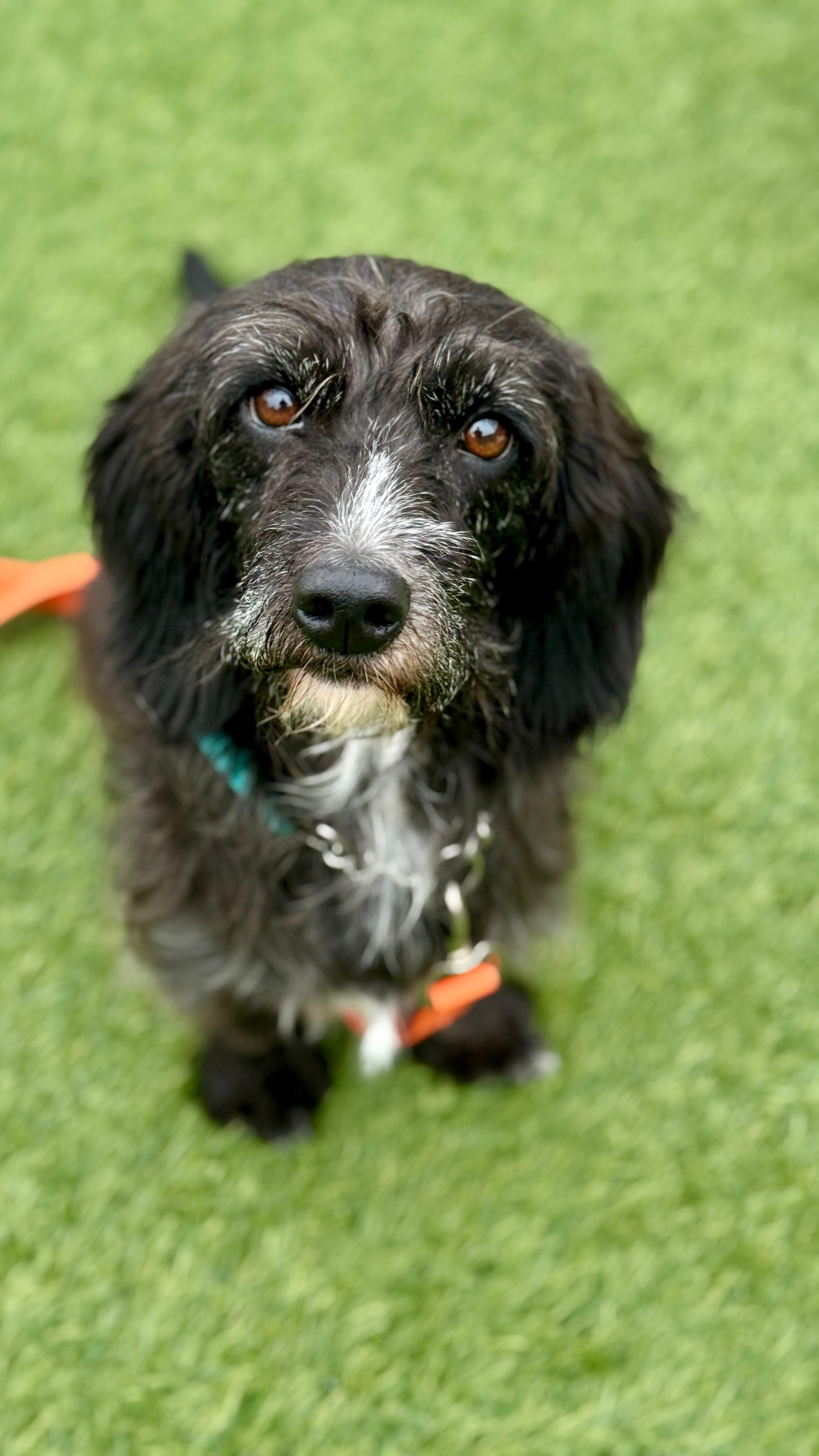 LAYDEE, ADOPTABLE, Adult Female Terrier.