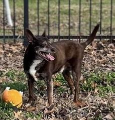 Enlarge Cash, a ADOPTABLE mixed breed in Ithaca, NY image 2/3