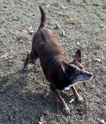 Enlarge Cash, a ADOPTABLE mixed breed in Ithaca, NY image 3/3