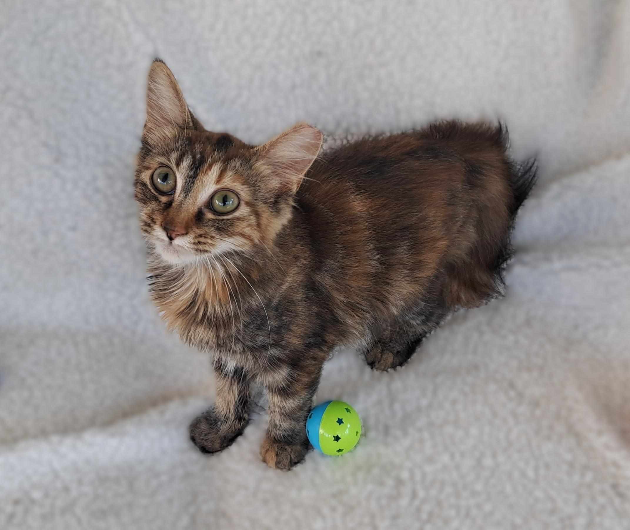 Hazel, an adopted Tortoiseshell in New Albany, OH image 6/6