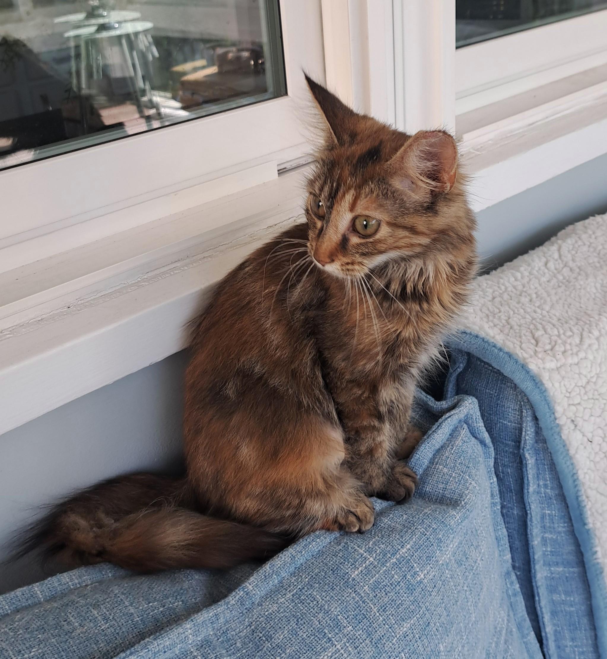 Hazel, an adopted Tortoiseshell in New Albany, OH image 3/6