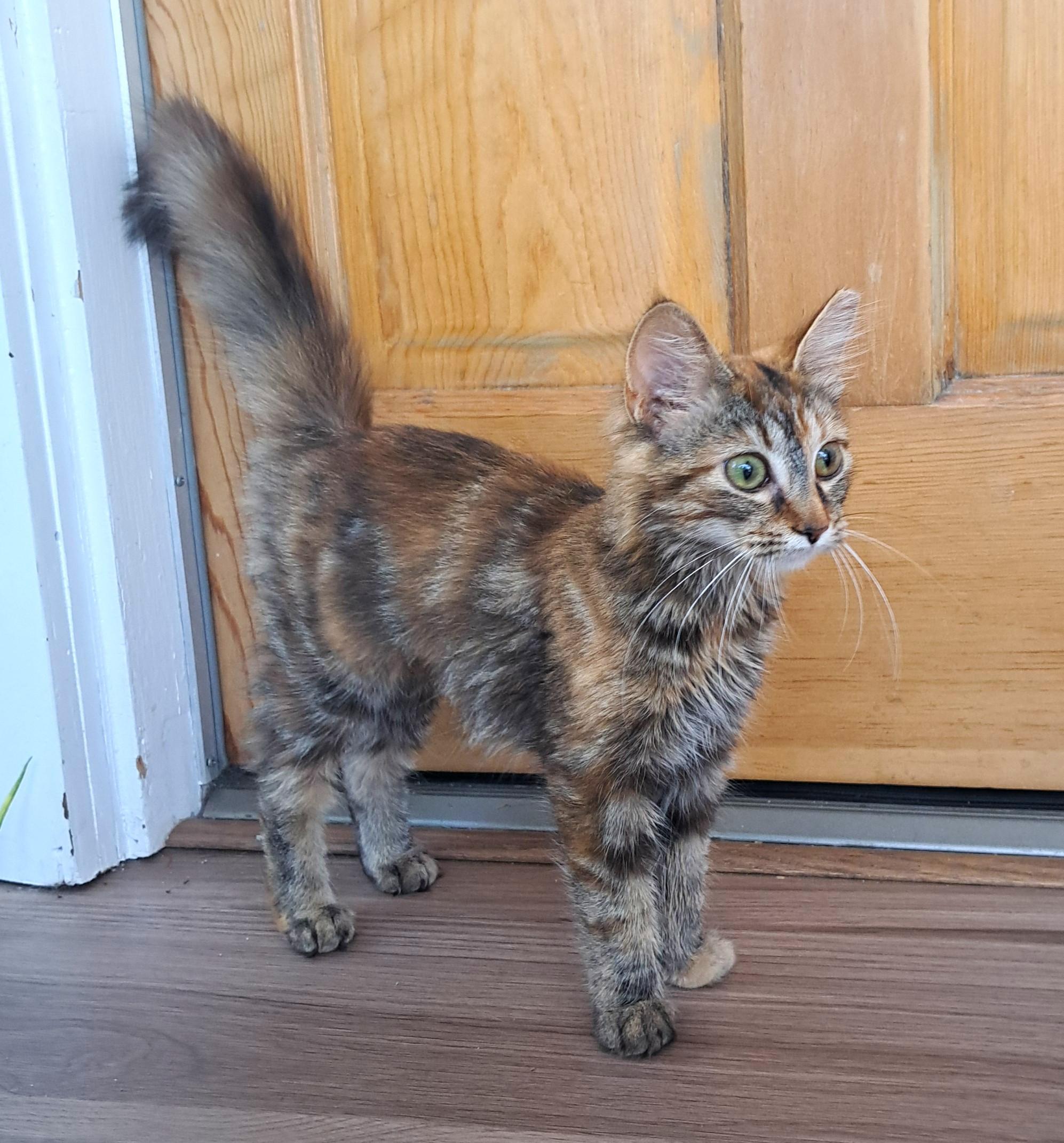 Hazel, an adopted Tortoiseshell in New Albany, OH image 1/6