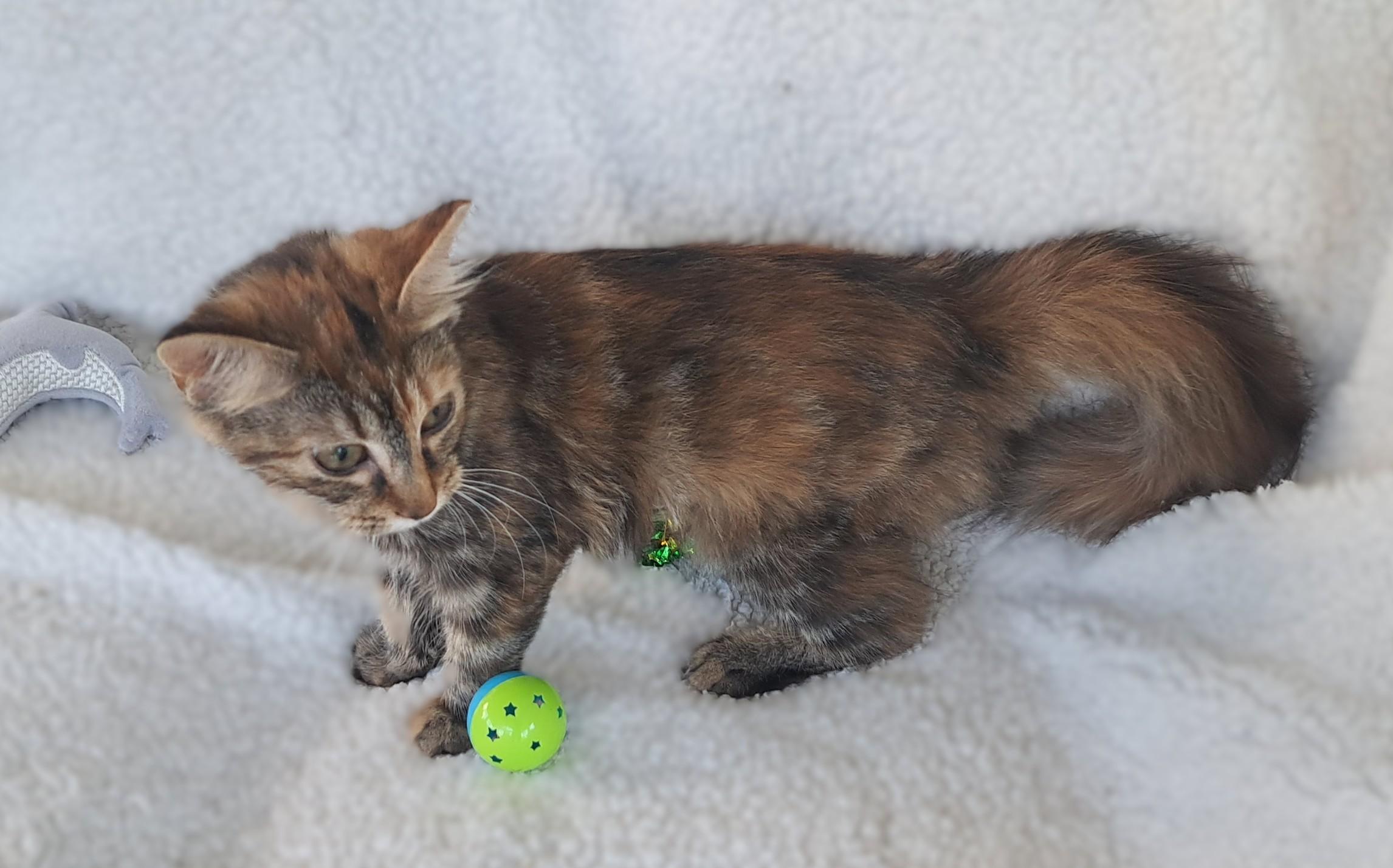 Hazel, an adopted Tortoiseshell in New Albany, OH image 5/6