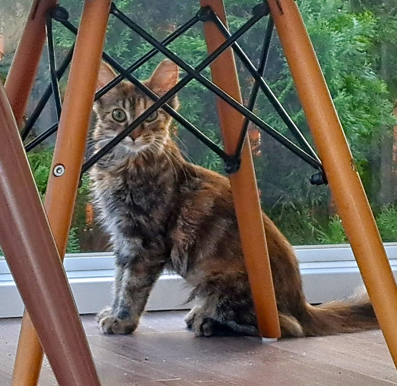 Hazel, an adopted Tortoiseshell in New Albany, OH image 4/6