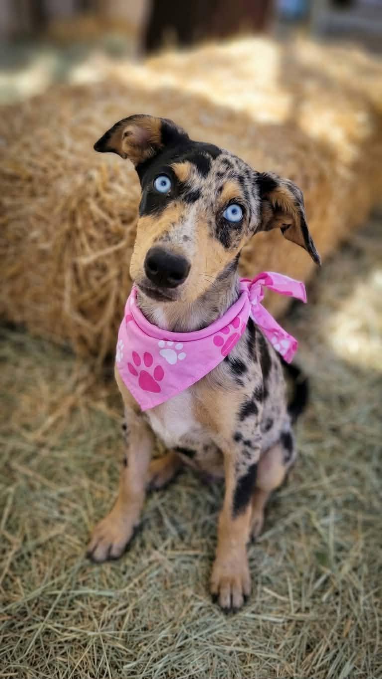 Patches, an adopted mixed breed in Temecula, CA image 3/5