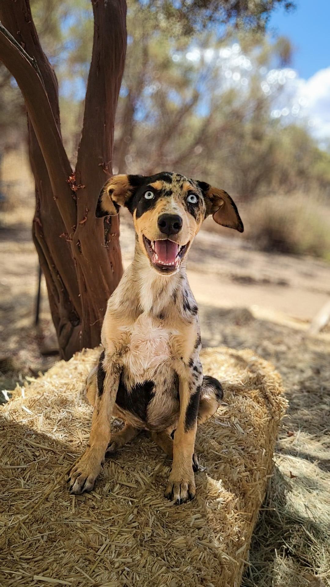 Patches, an adopted mixed breed in Temecula, CA image 2/5
