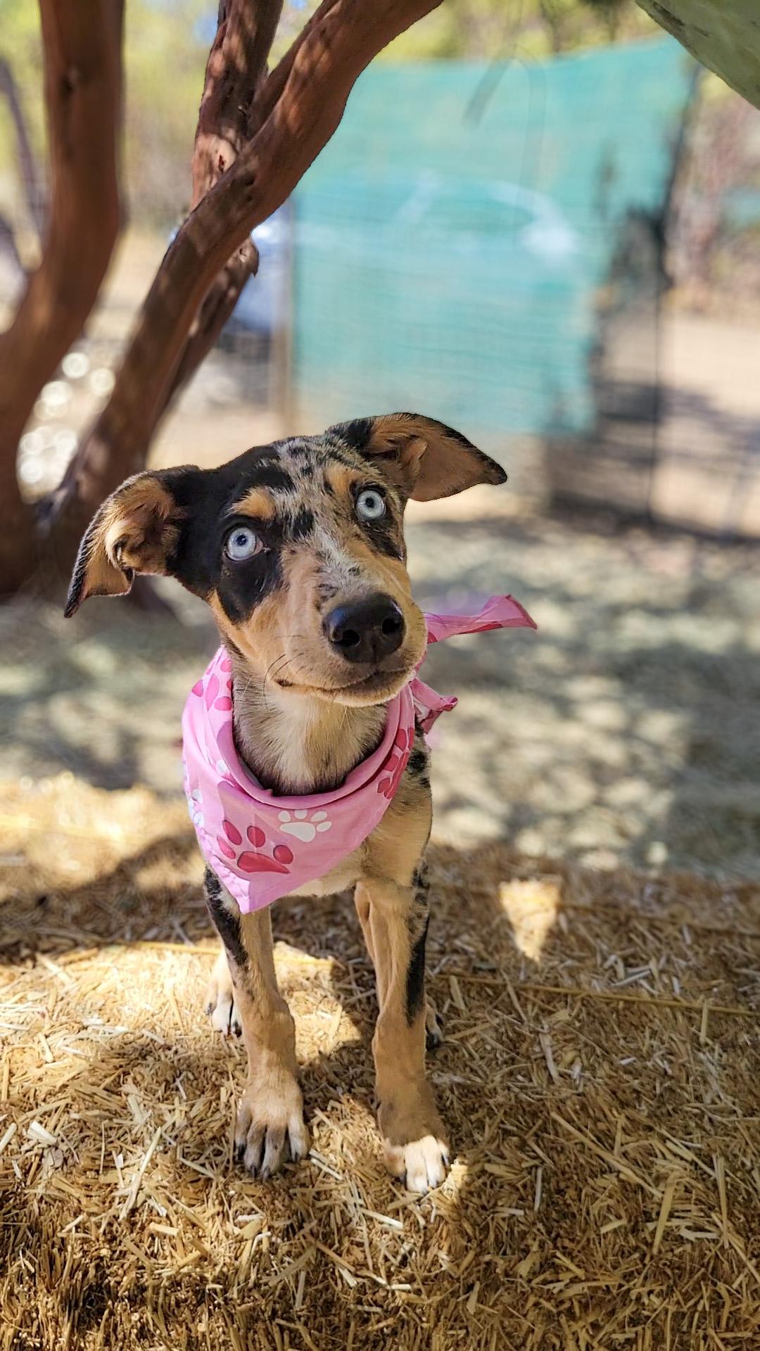 Patches, an adopted mixed breed in Temecula, CA image 4/5