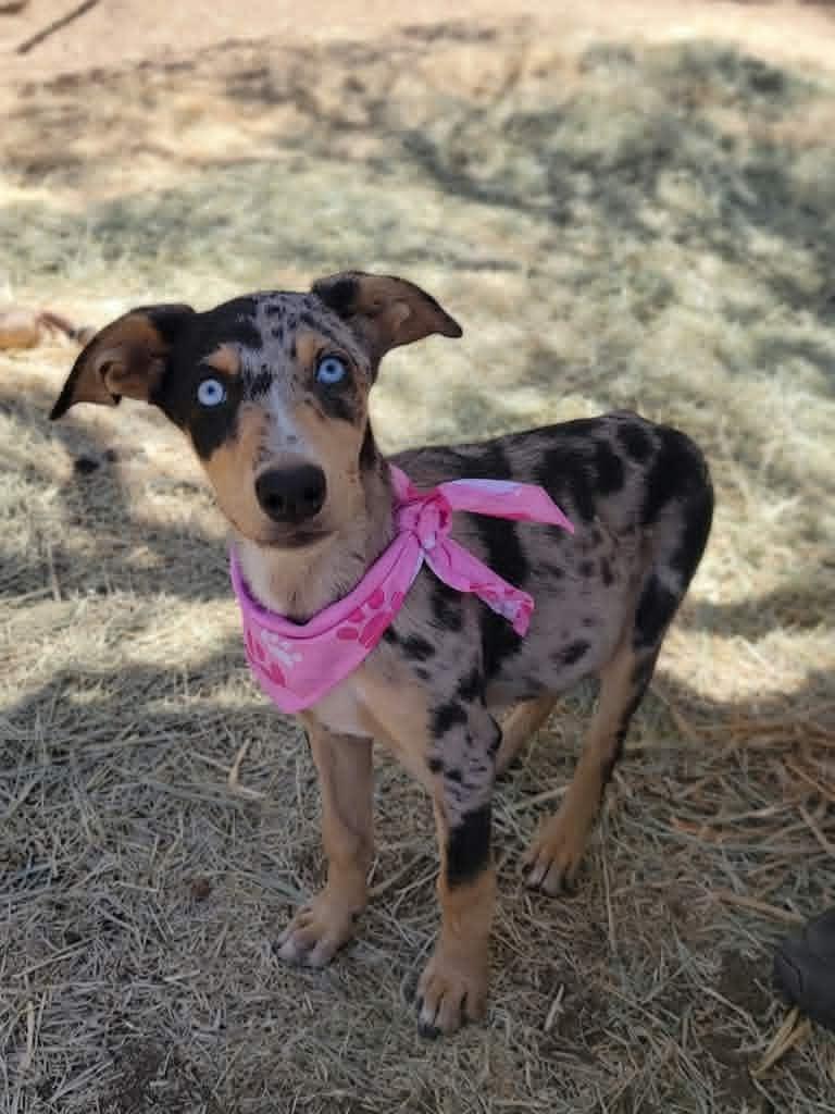 Patches, an adopted mixed breed in Temecula, CA image 5/5