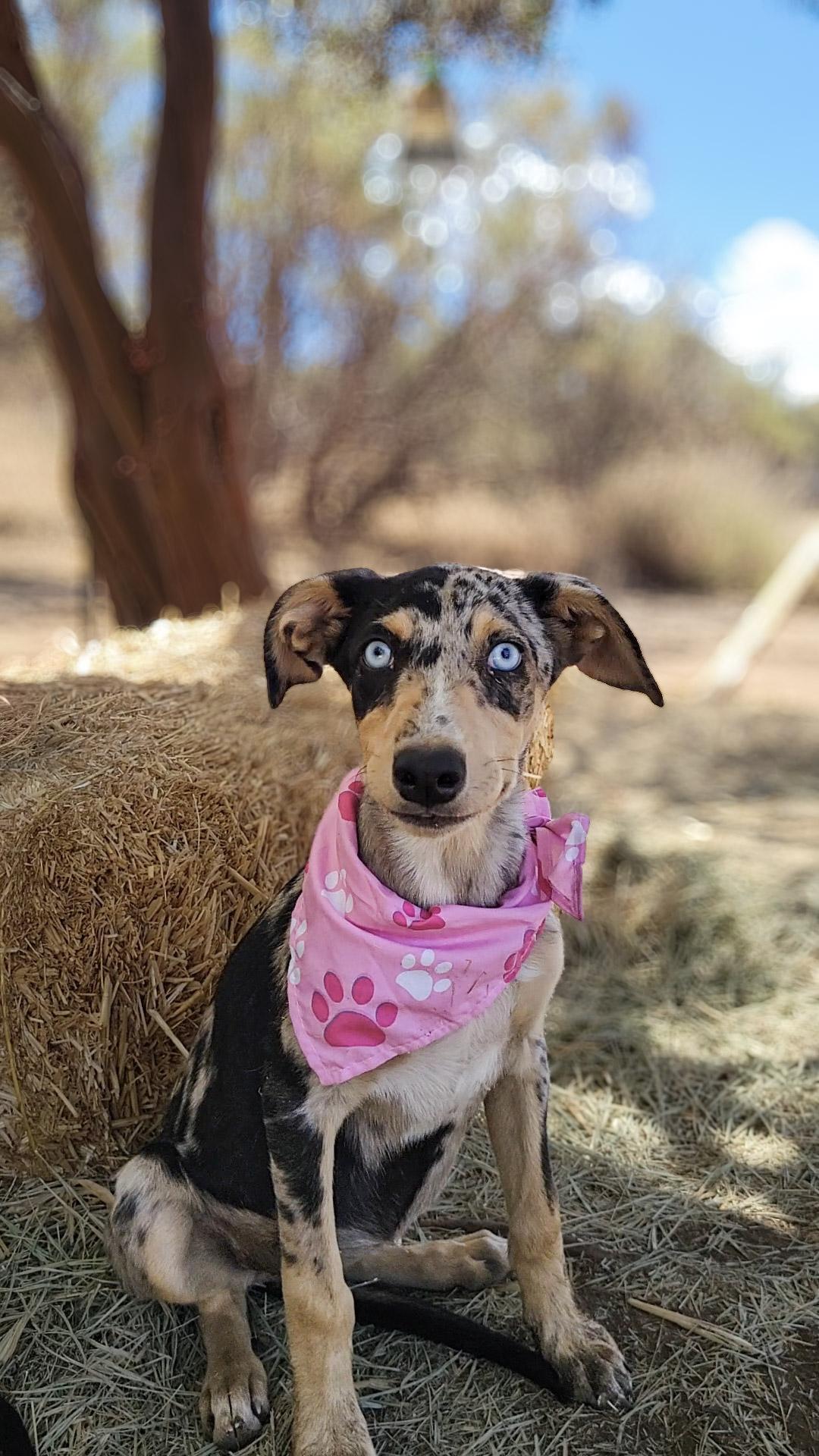 Patches, adopted, Puppy Female Doberman Pinscher & Australian Shepherd.