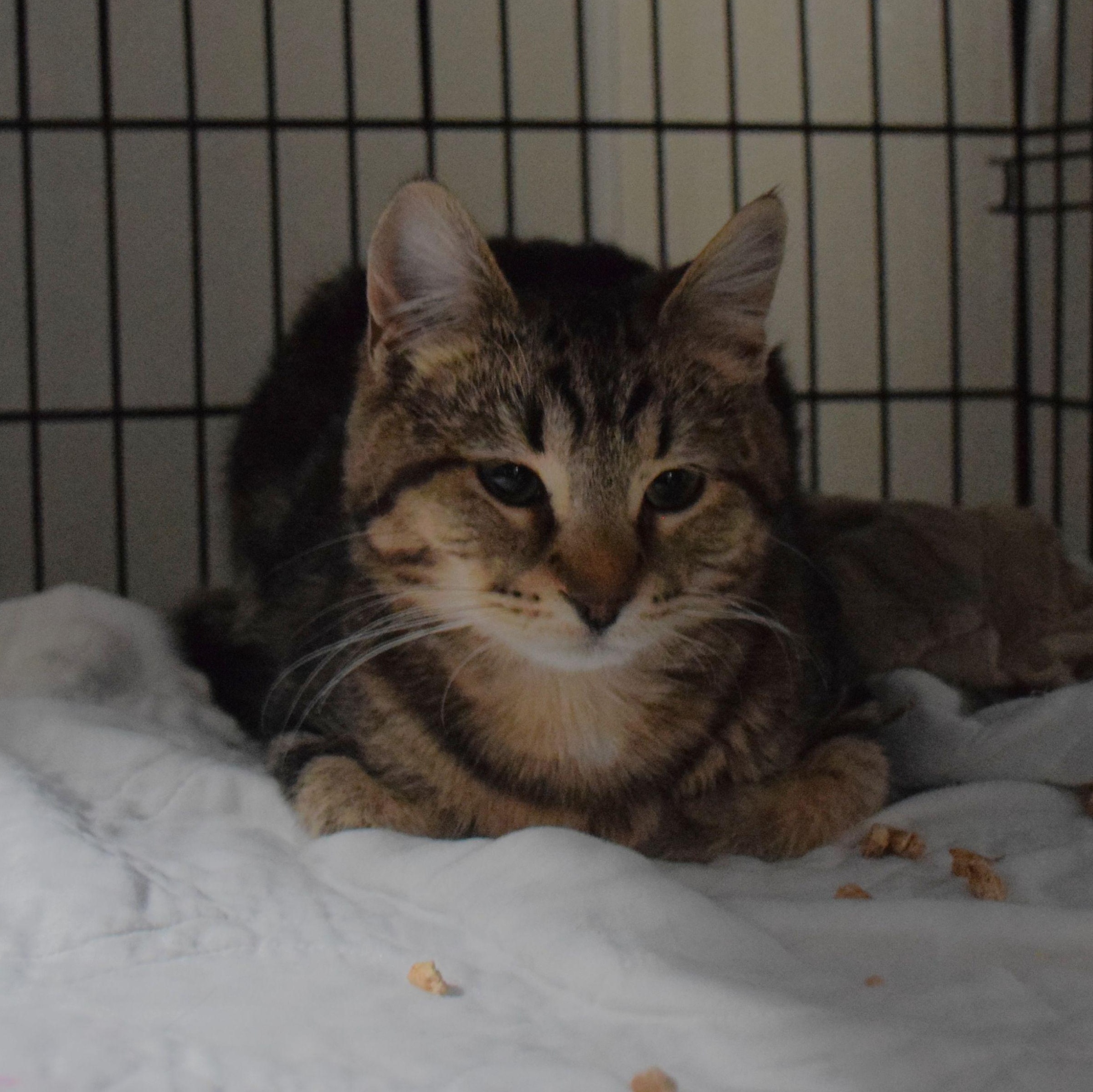Bandit, ADOPTABLE, Adult Male Tabby.