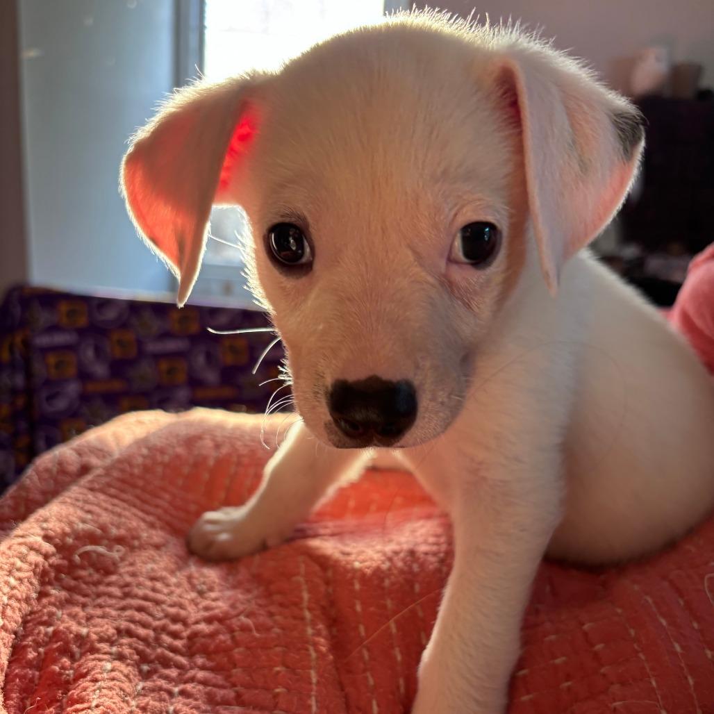 Knickerbocker, Adoptable, Puppy Male Mixed Breed.