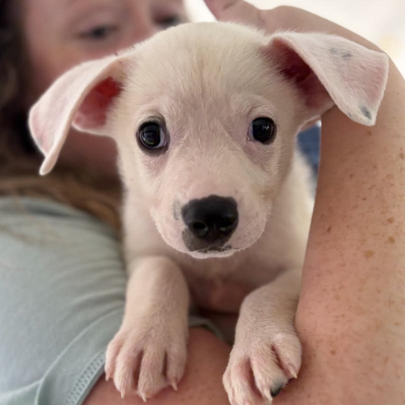 Knickerbocker, a Adoptable Mixed Breed in Raleigh, NC image 2/3
