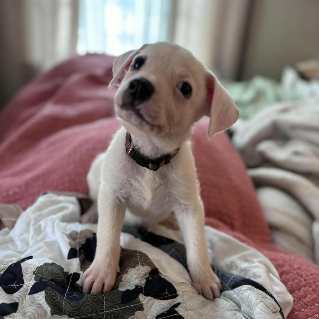 Knickerbocker, a Adoptable Mixed Breed in Raleigh, NC image 3/3