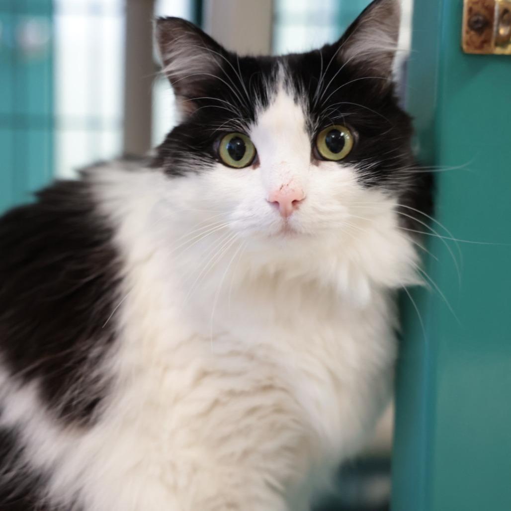 Enlarge Trouble, a Adoptable Domestic Long Hair in Santa Barbara, CA image 1/1