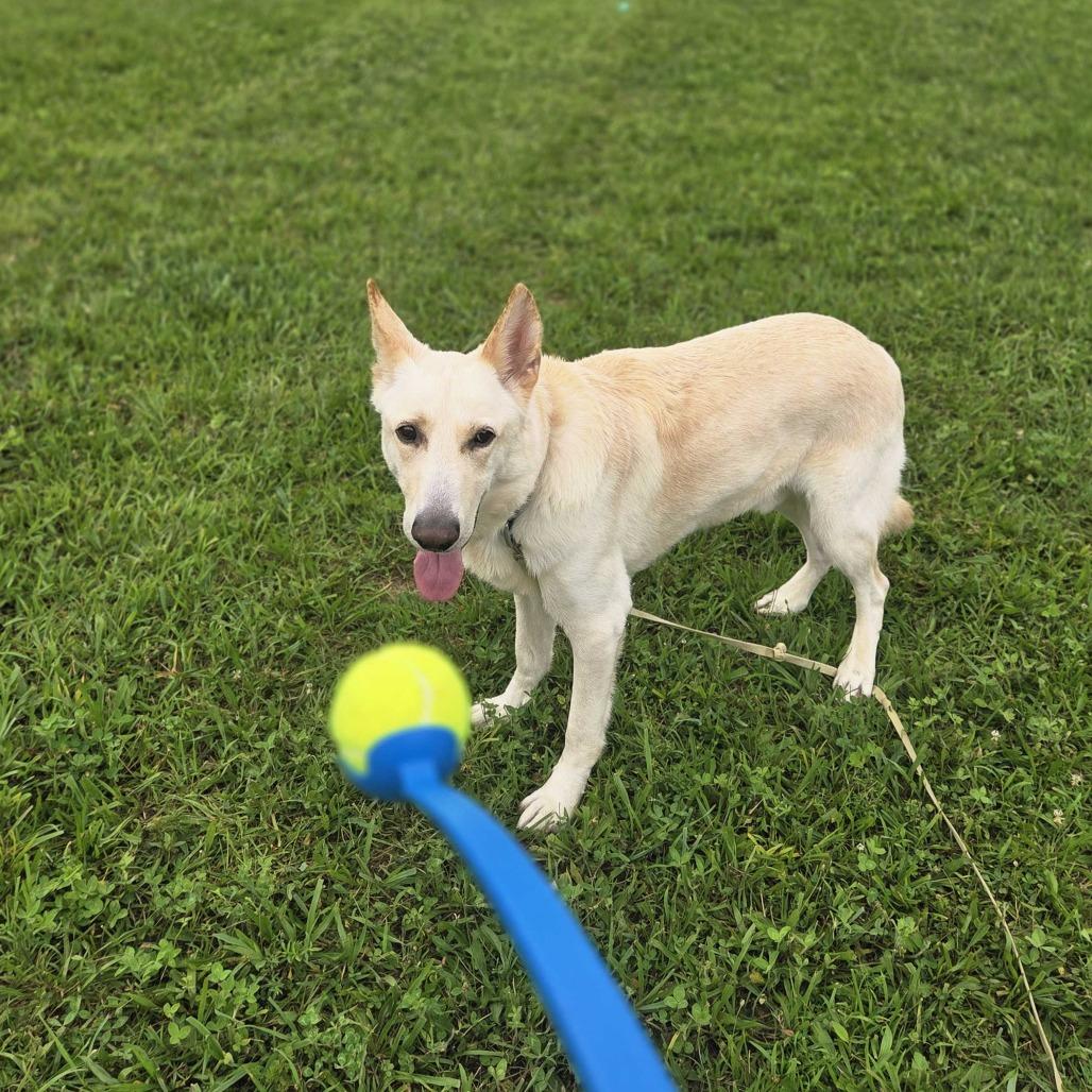 Bismark, Adoptable, Adult Male German Shepherd Dog.