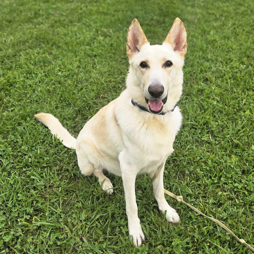 Bismark, a Adoptable German Shepherd Dog in Louisville, KY image 2/6