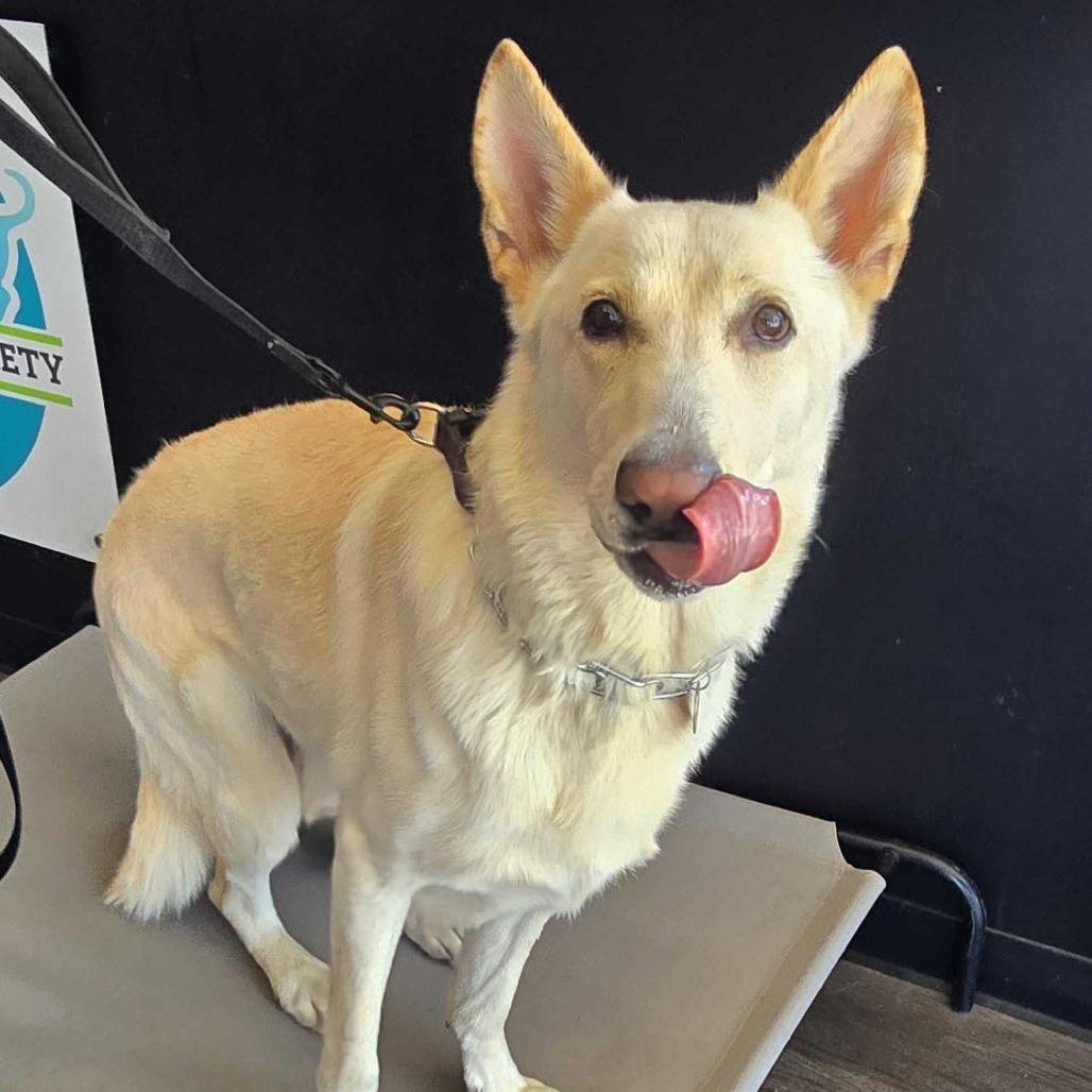 Bismark, a Adoptable German Shepherd Dog in Louisville, KY image 1/2