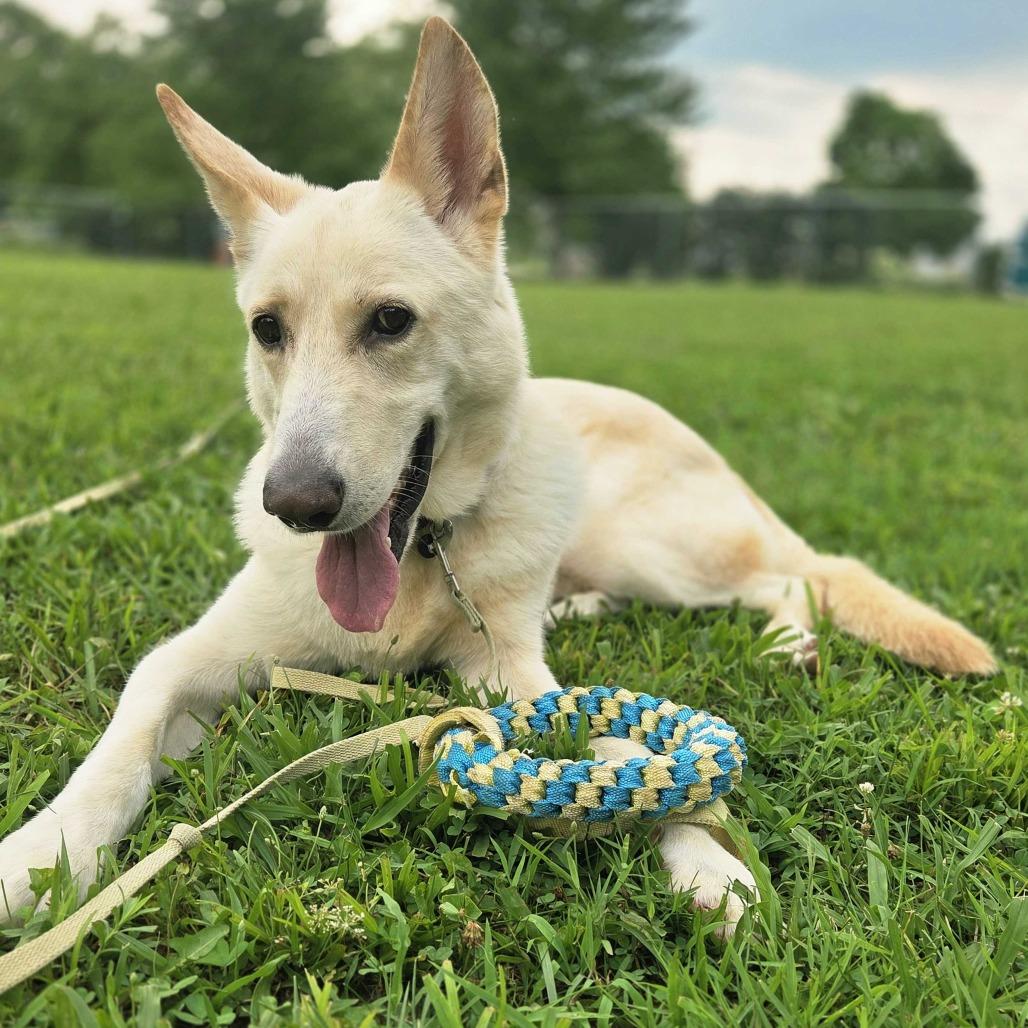 Bismark, a Adoptable German Shepherd Dog in Louisville, KY image 4/6