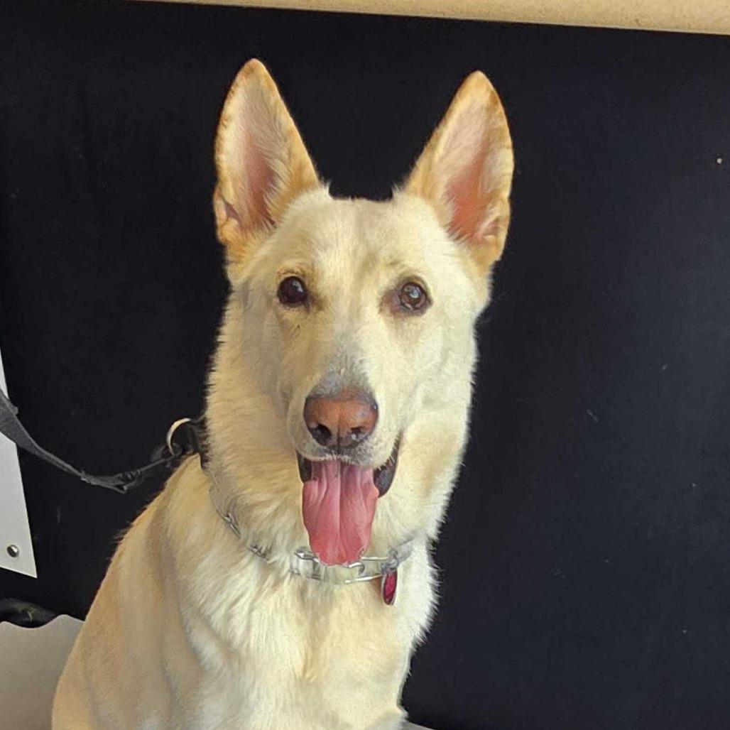 Bismark, a Adoptable German Shepherd Dog in Louisville, KY image 2/2