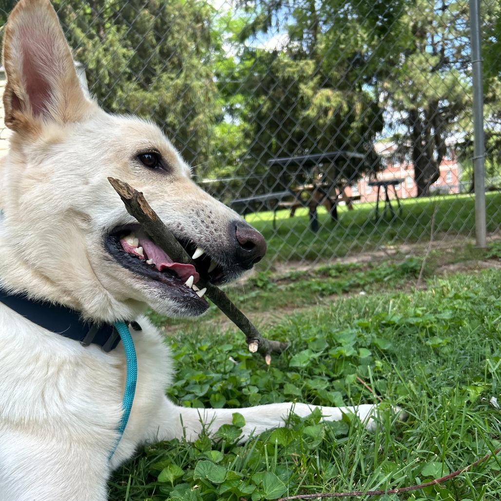 Bismark, a Adoptable German Shepherd Dog in Louisville, KY image 5/6