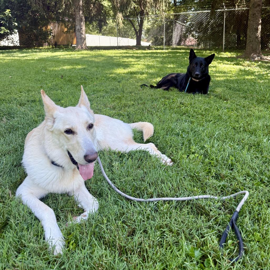 Bismark, a Adoptable German Shepherd Dog in Louisville, KY image 6/6
