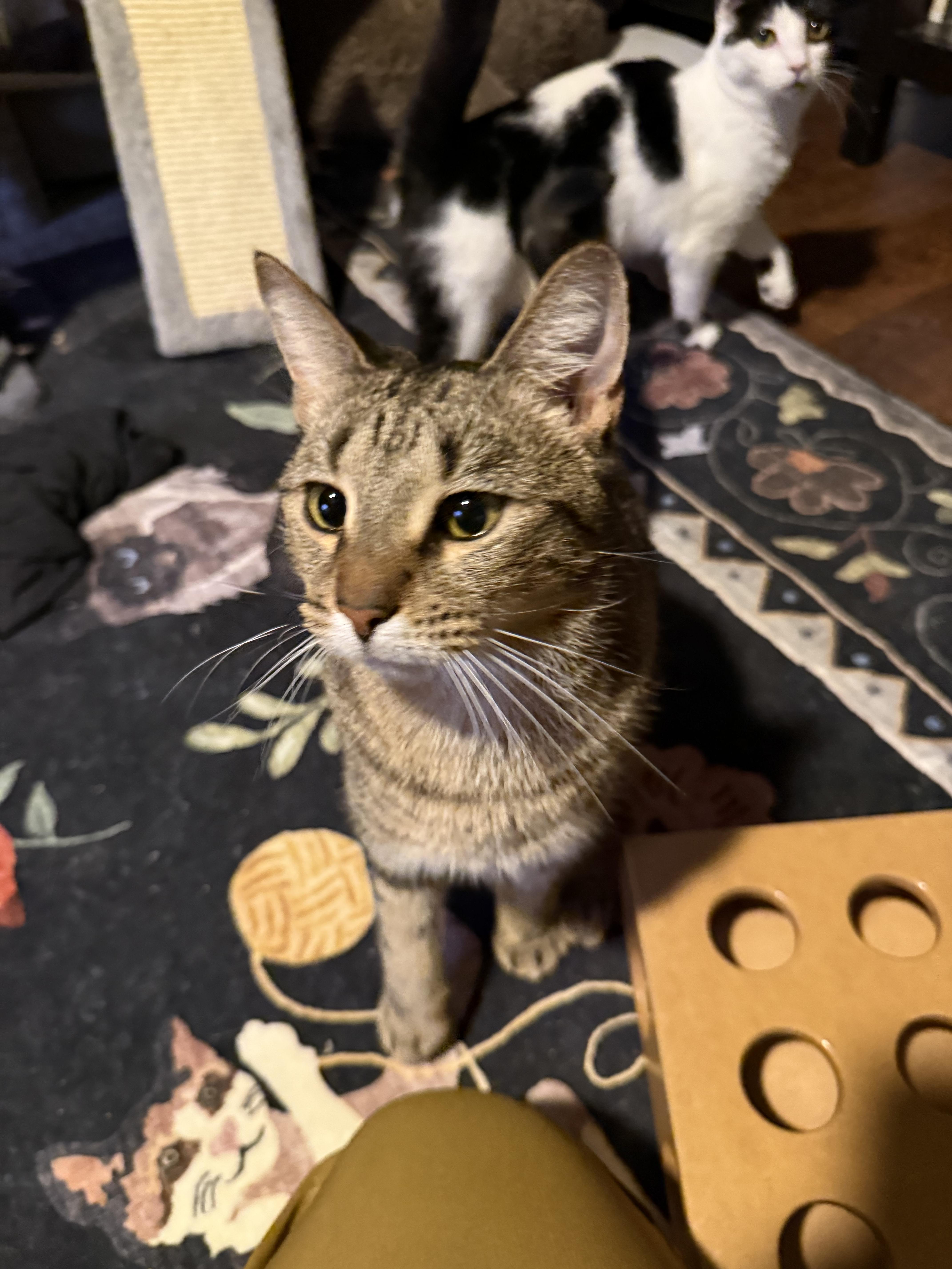 Enlarge Scooby, a Adoptable Domestic Short Hair in Kissimmee, FL image 3/4