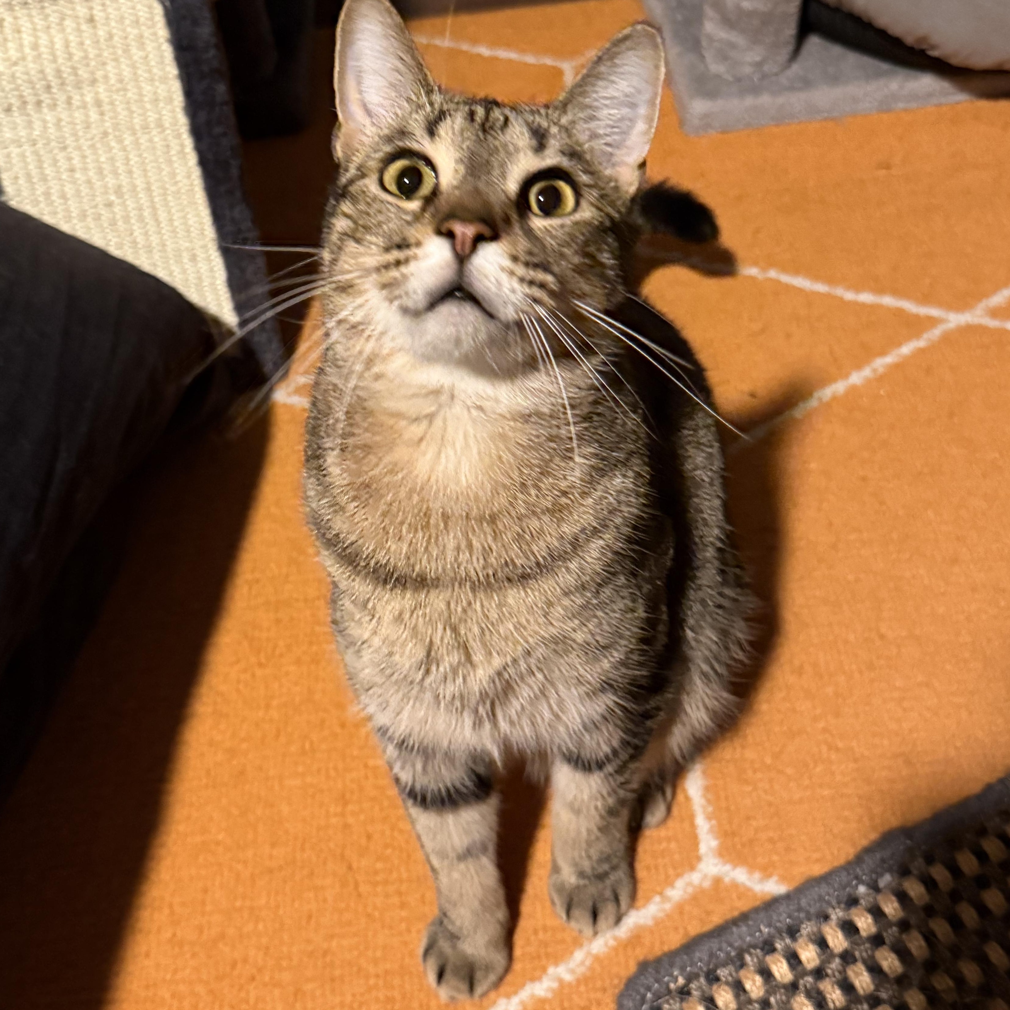 Enlarge Scooby, a Adoptable Domestic Short Hair in Kissimmee, FL image 2/4