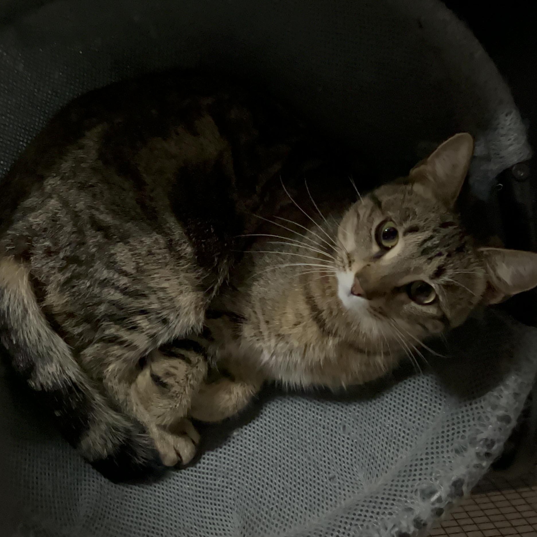 Enlarge Scooby, a Adoptable mixed breed in Kissimmee, FL image 2/3