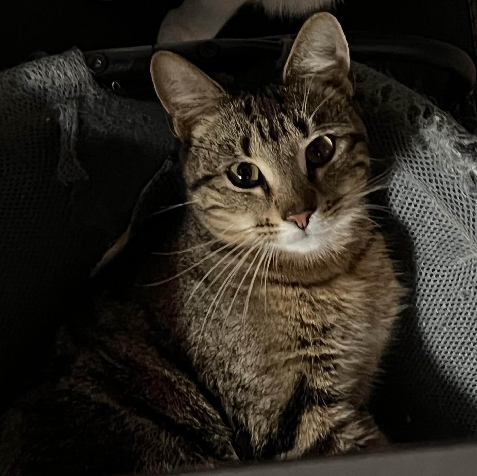 Enlarge Scooby, a Adoptable mixed breed in Kissimmee, FL image 3/3