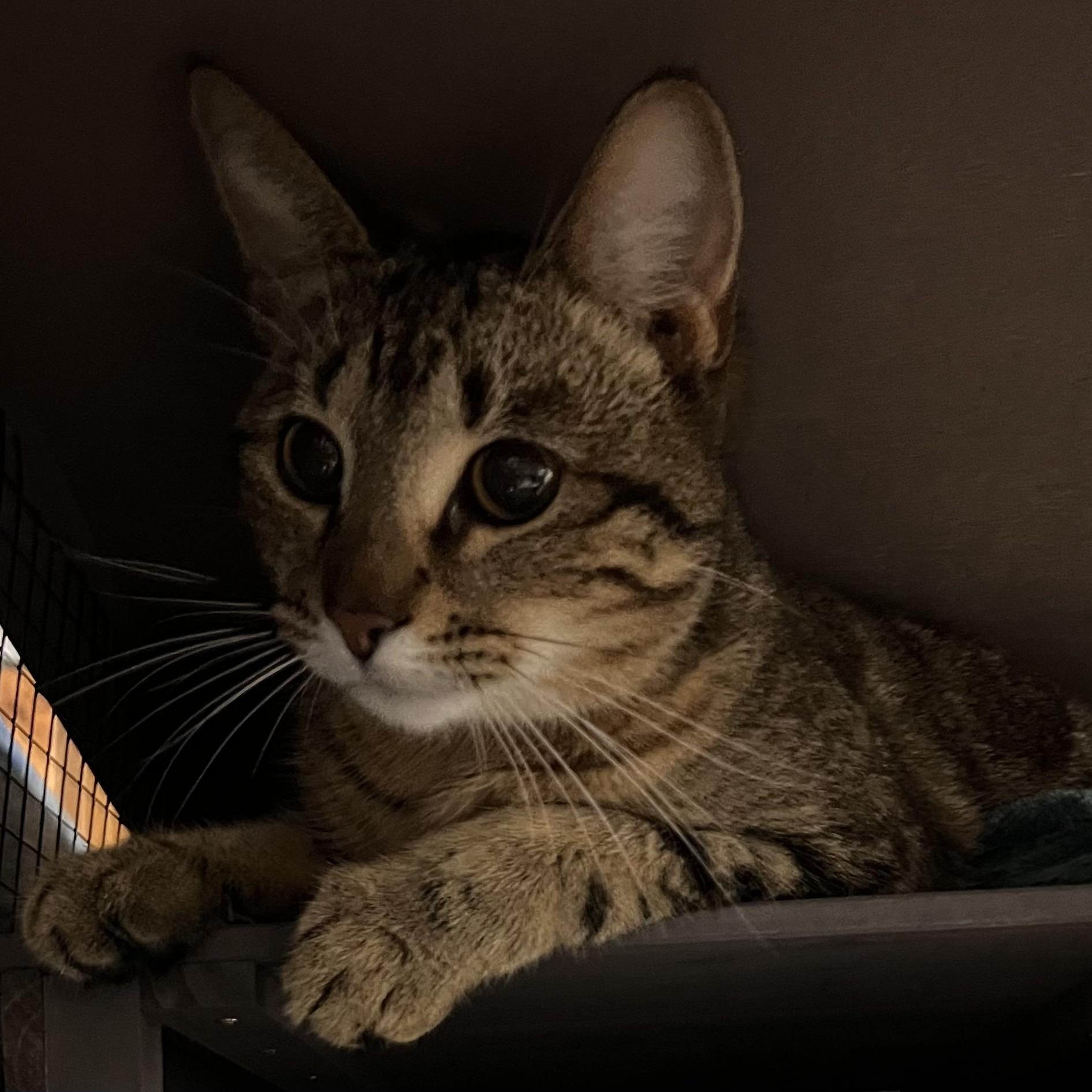 Enlarge Scooby, a Adoptable mixed breed in Kissimmee, FL image 1/3