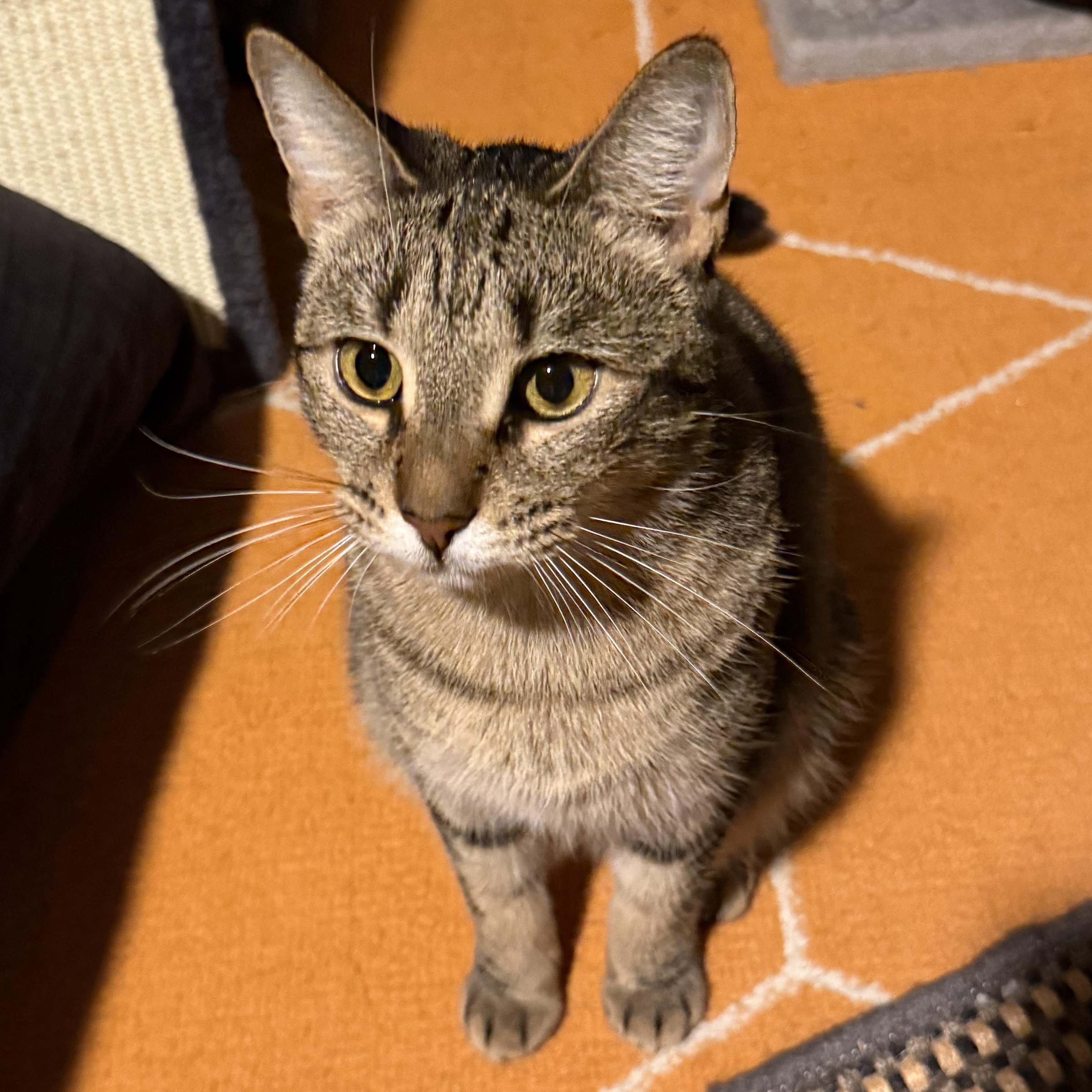 Enlarge Scooby, a Adoptable Domestic Short Hair in Kissimmee, FL image 1/4