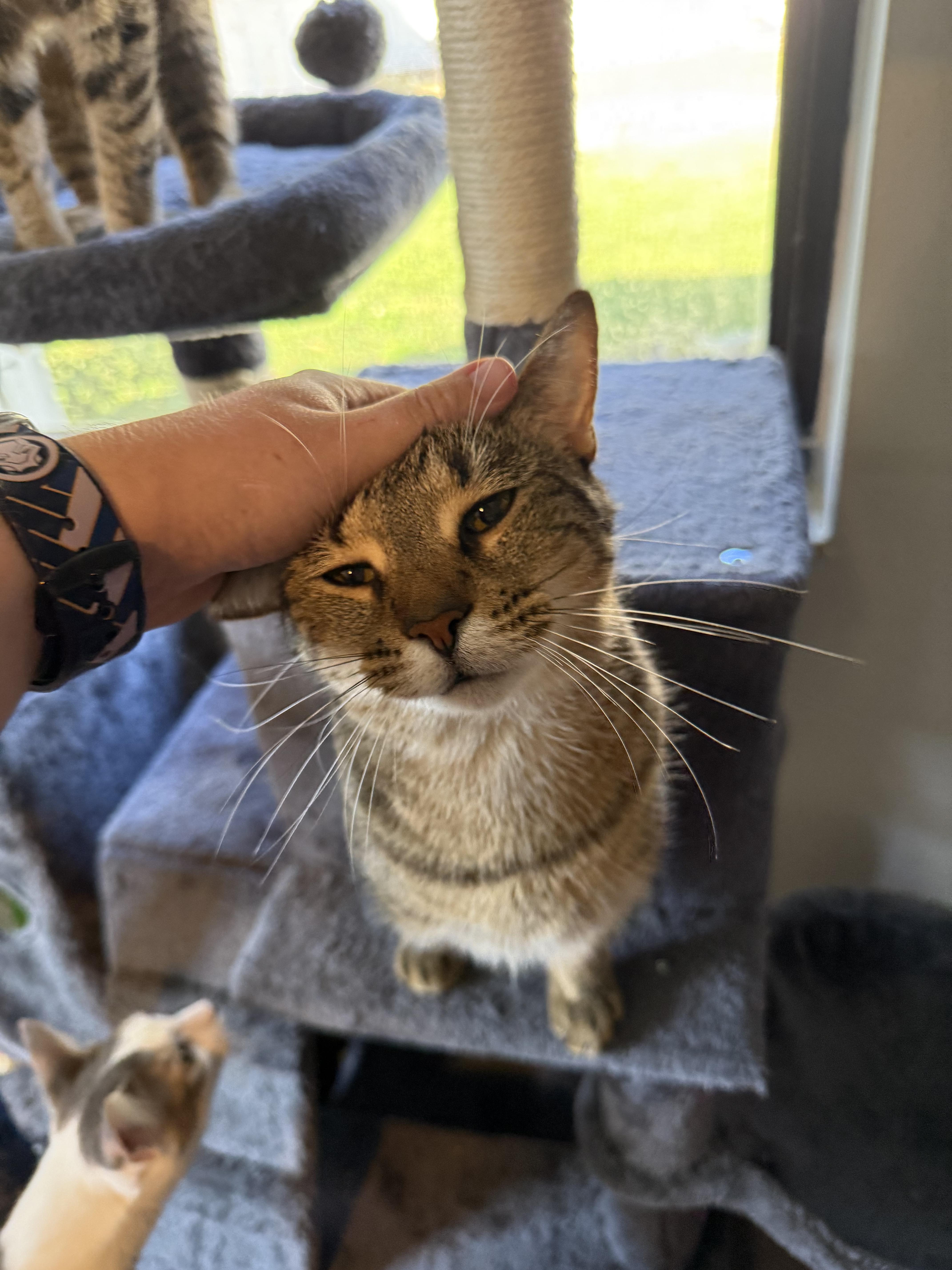 Enlarge Scooby, a Adoptable Domestic Short Hair in Kissimmee, FL image 4/4