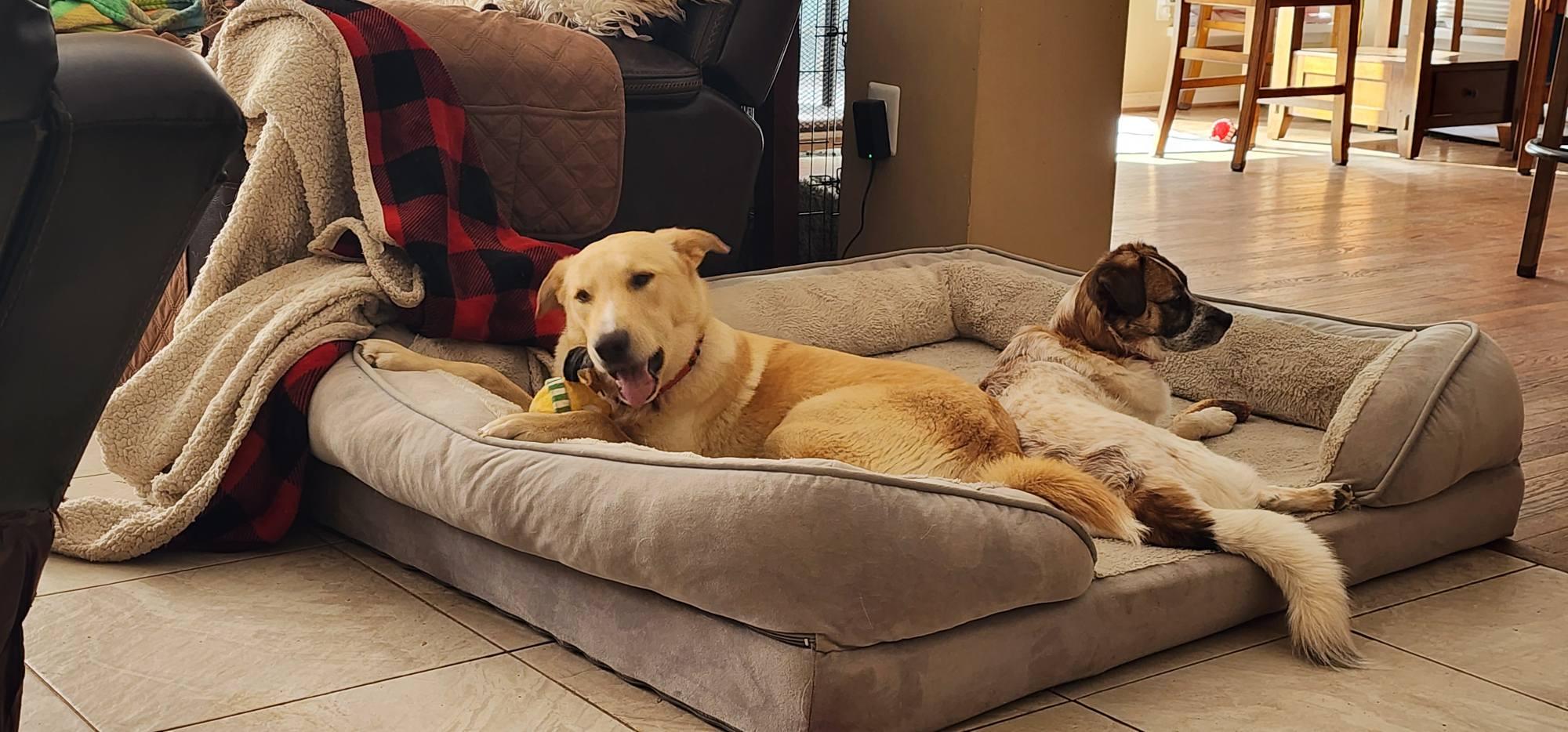 Enlarge Tucker, a Adoptable mixed breed in Huntingtown, MD image 6/6