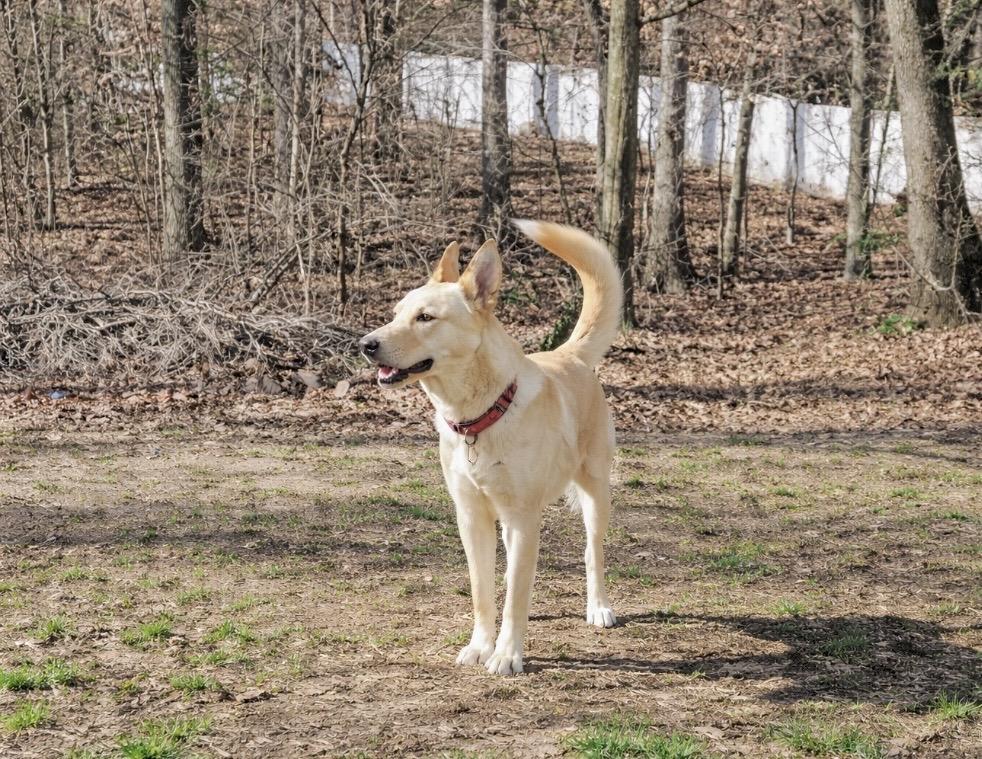 Enlarge Tucker, a Adoptable mixed breed in Huntingtown, MD image 4/6