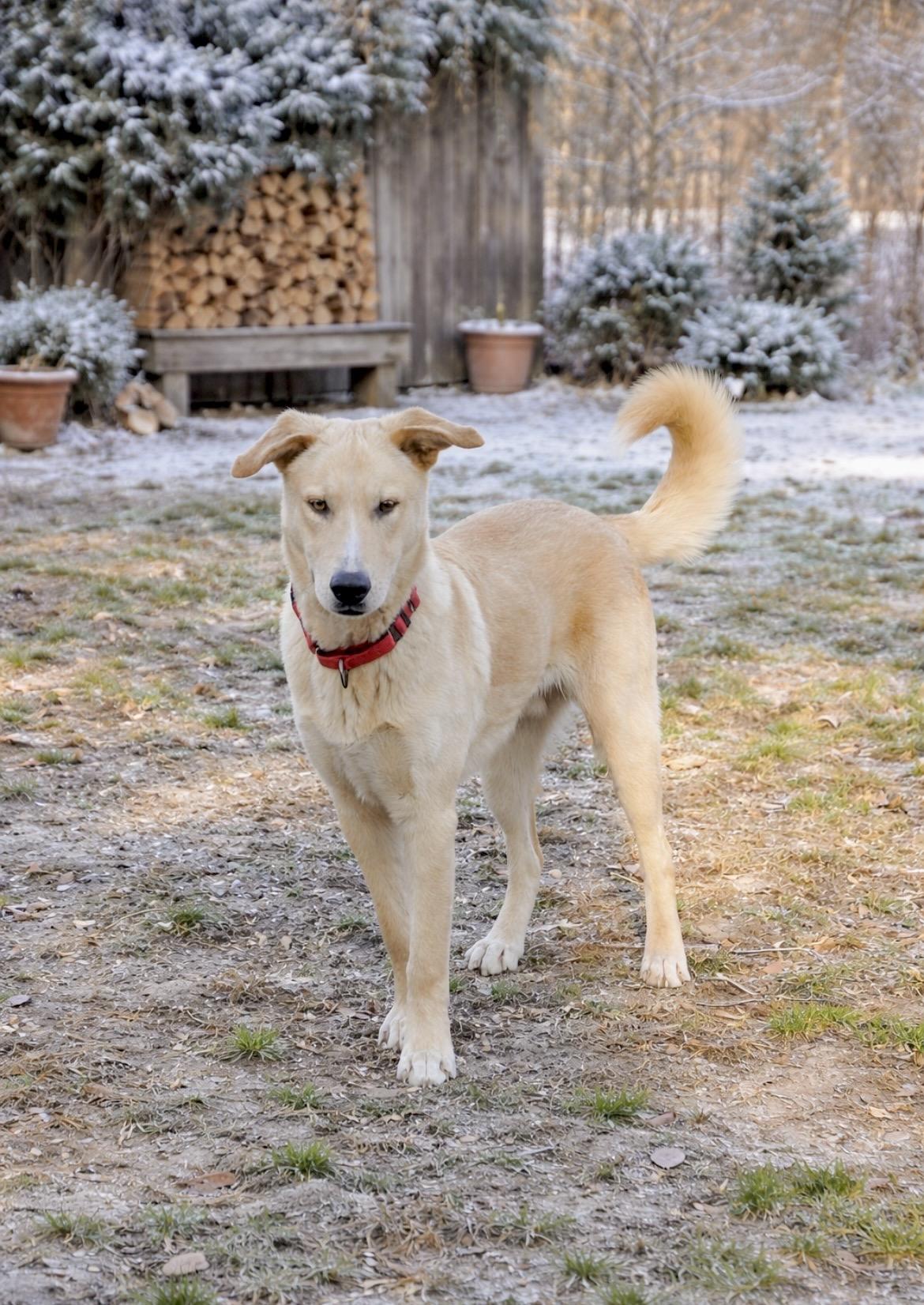 Enlarge Tucker, a Adoptable mixed breed in Huntingtown, MD image 3/6