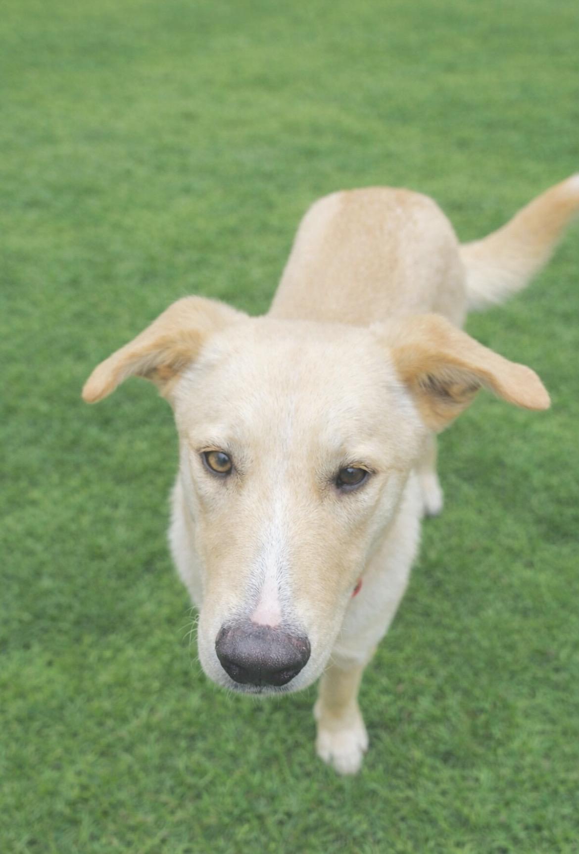 Enlarge Tucker, a Adoptable mixed breed in Huntingtown, MD image 5/6