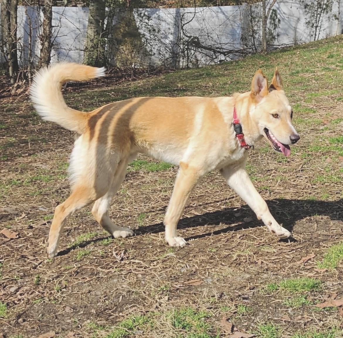 Enlarge Tucker, a Adoptable mixed breed in Huntingtown, MD image 2/6