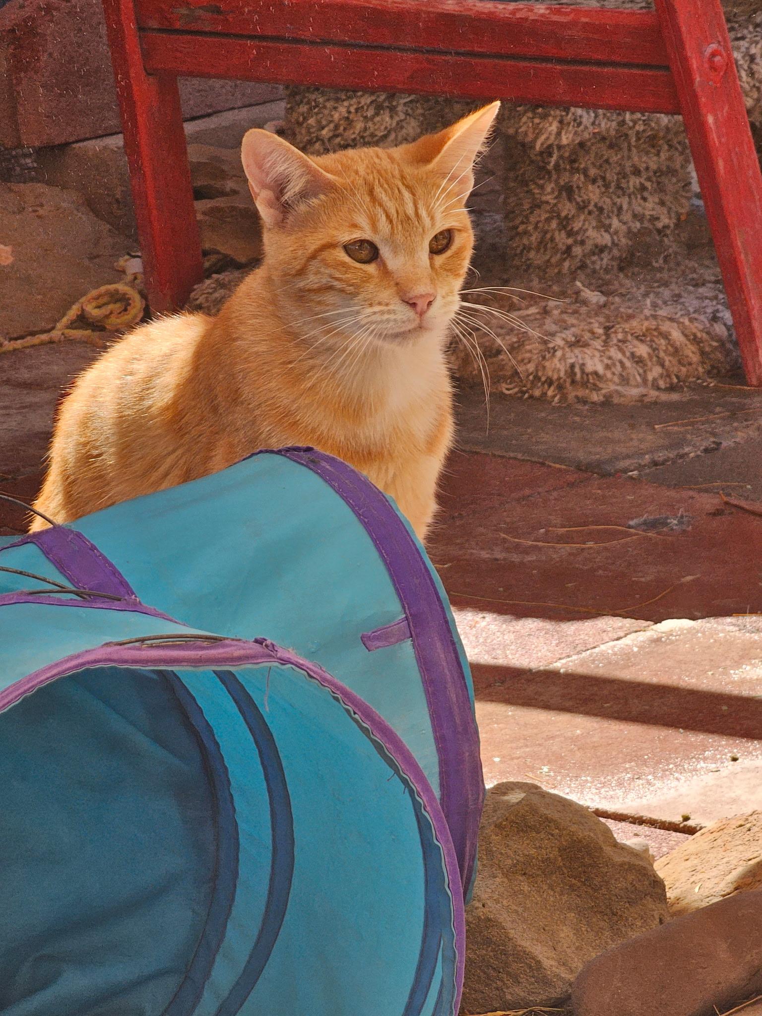 Freddy, Adoptable, Kitten Male Domestic Short Hair.