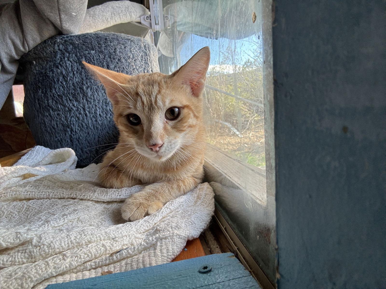 Freddy, Adoptable, Kitten Male Domestic Short Hair.