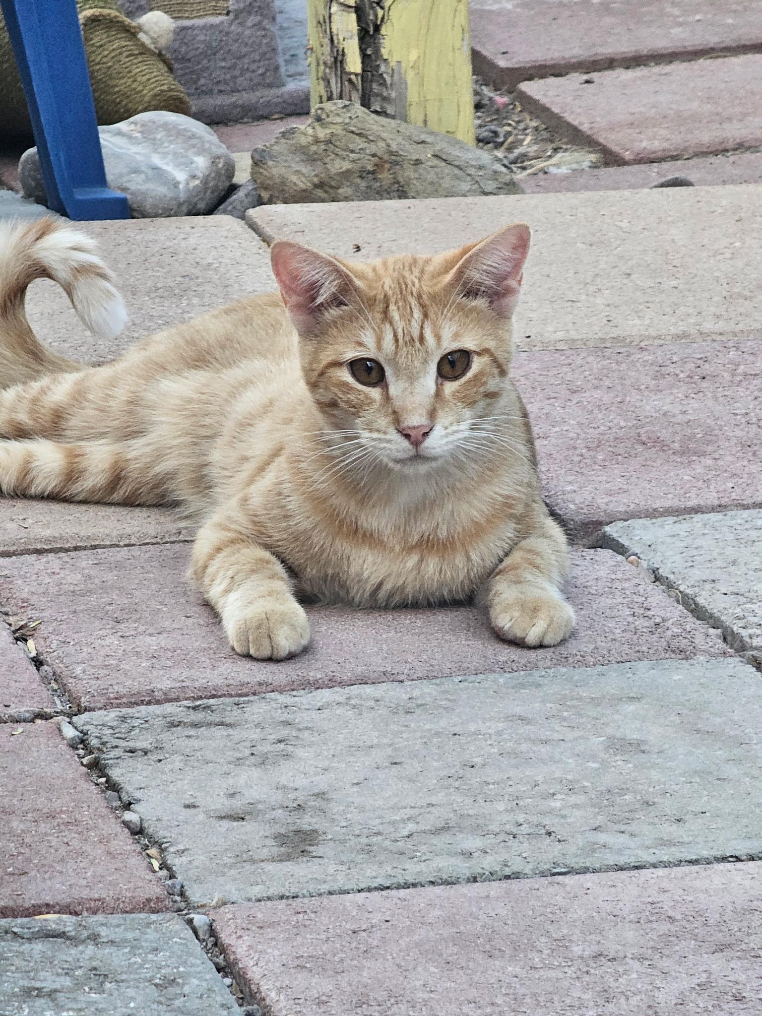 Enlarge Freddy, a Adoptable Domestic Short Hair in Williamsburg, NM image 2/6