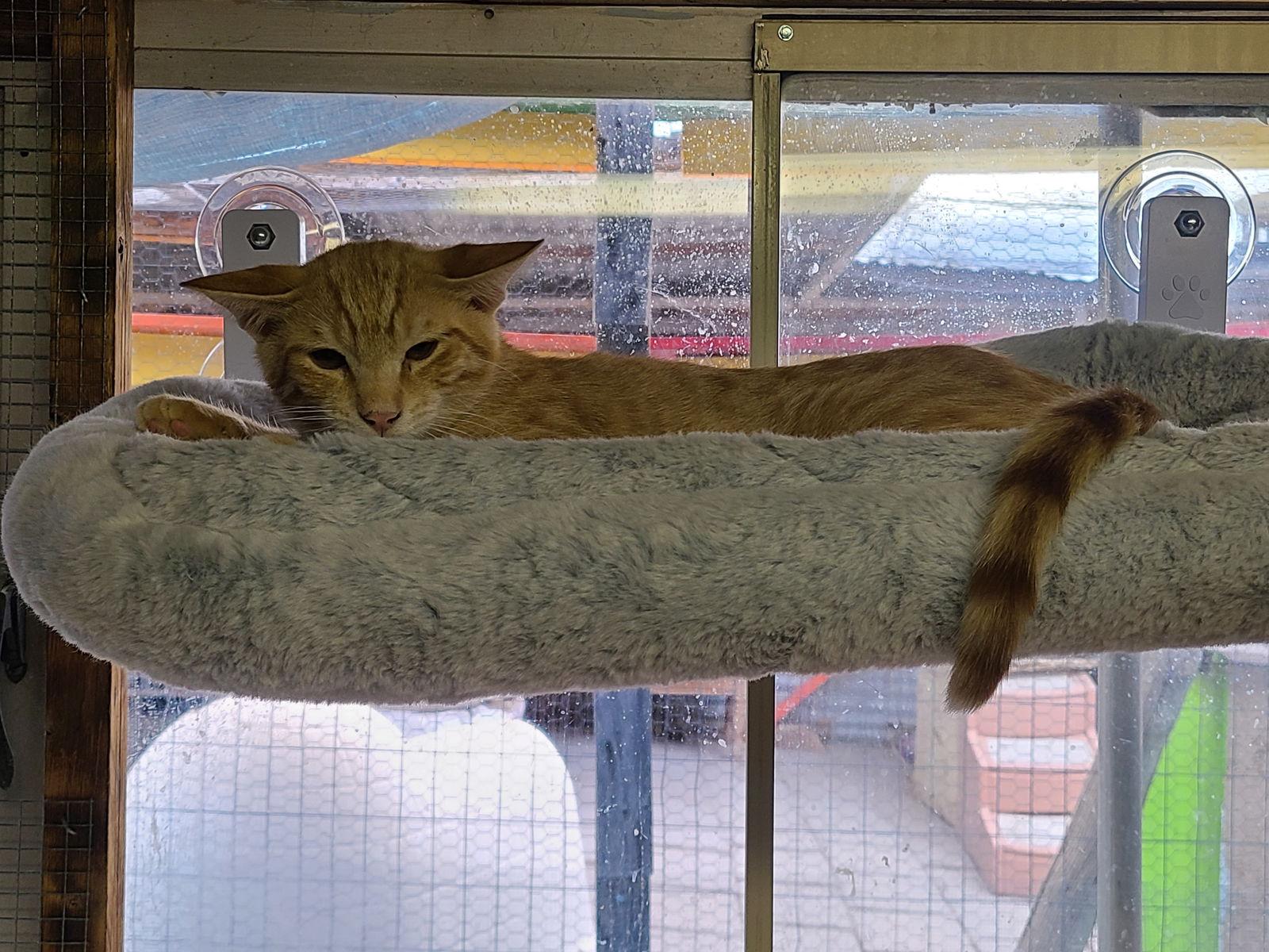 Enlarge Freddy, a Adoptable Domestic Short Hair in Williamsburg, NM image 2/3