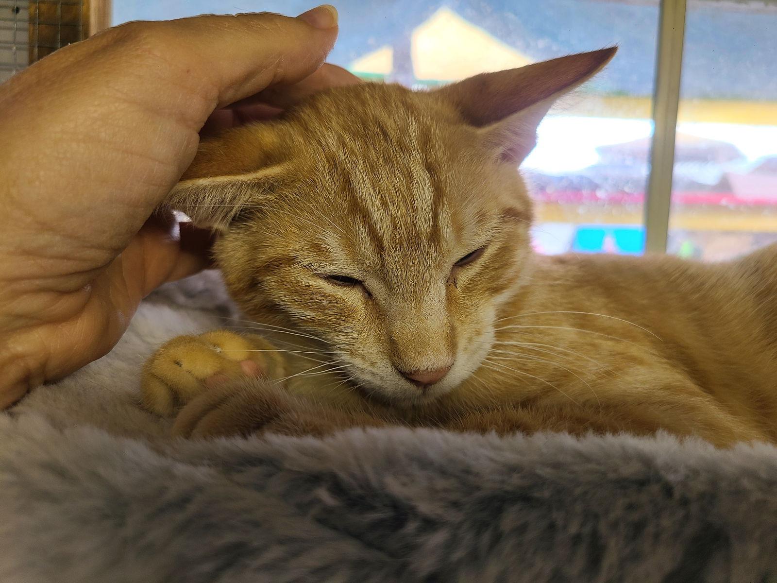 Enlarge Freddy, a Adoptable Domestic Short Hair in Williamsburg, NM image 3/3