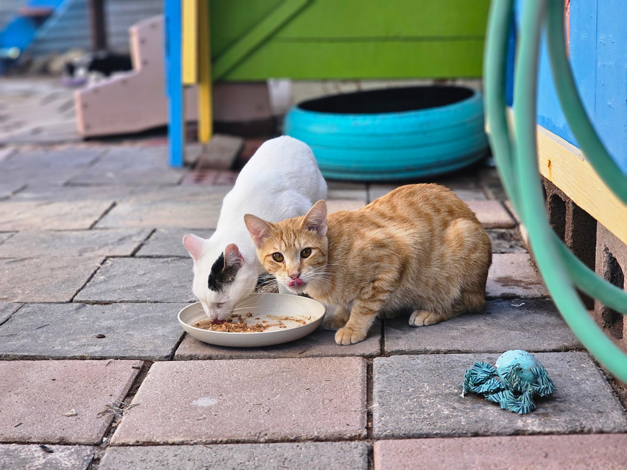Enlarge Freddy, a Adoptable Domestic Short Hair in Williamsburg, NM image 3/6