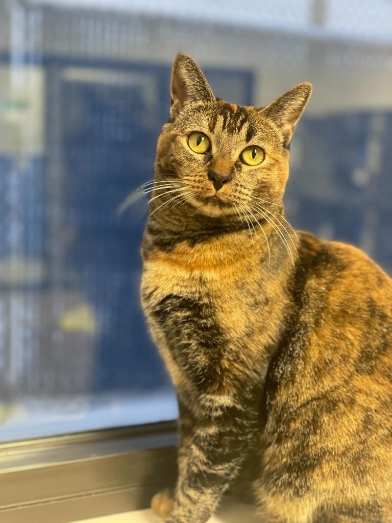 Sassy, Adoptable, Adult Female Domestic Short Hair.