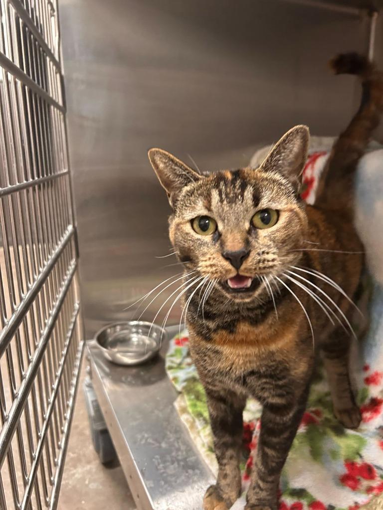 Enlarge Sassy, a Adoptable mixed breed in Minot, ND image 2/4