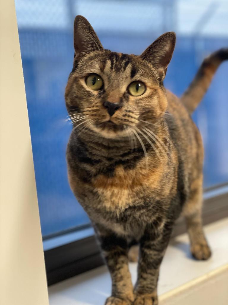 Enlarge Sassy, a Adoptable mixed breed in Minot, ND image 4/4