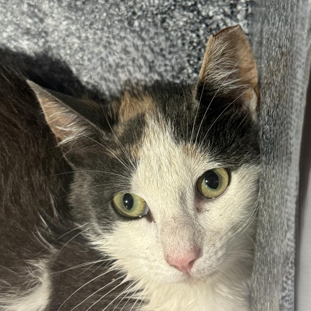 Jeene, Adoptable, Young Female Domestic Short Hair.