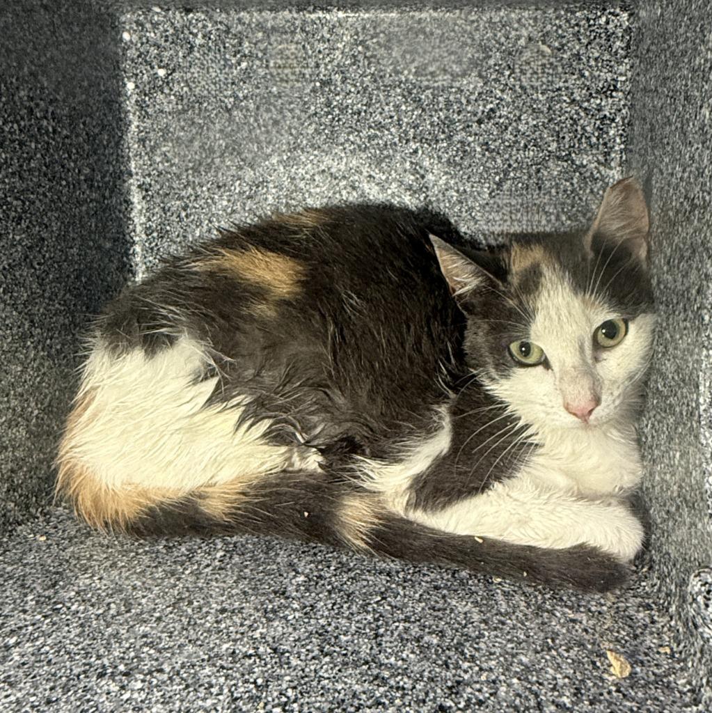 Enlarge Jeene, a Adoptable mixed breed in Brenham, TX image 2/2