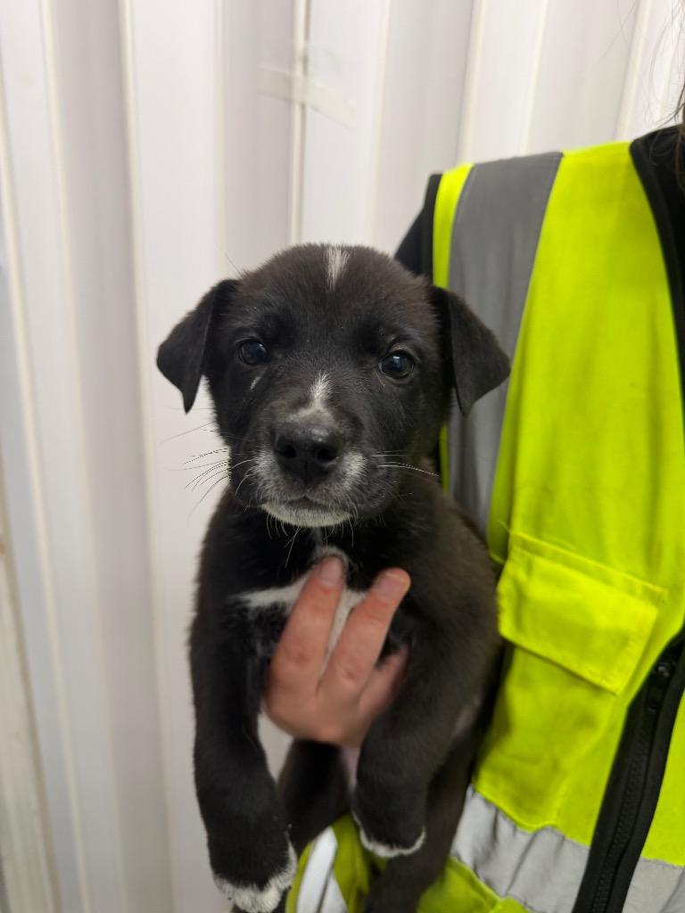 Enlarge Bromley, a Adoptable mixed breed in Yellowknife, NT image 1/1