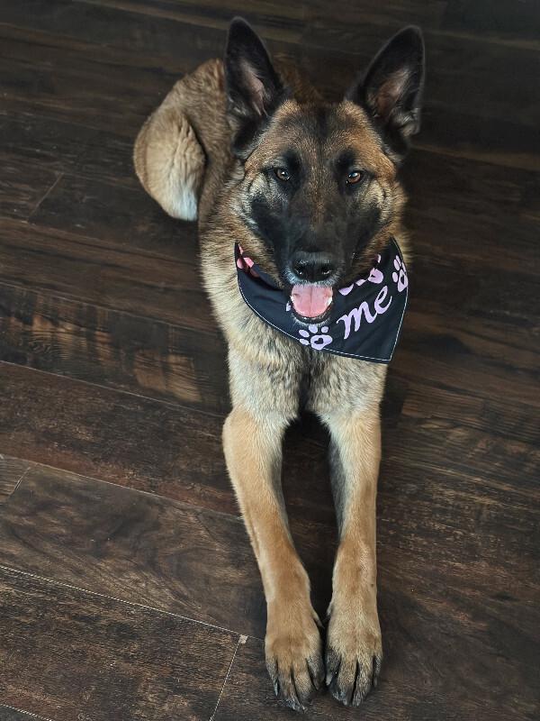 Kiara, Adoptable, Adult Female German Shepherd Dog.